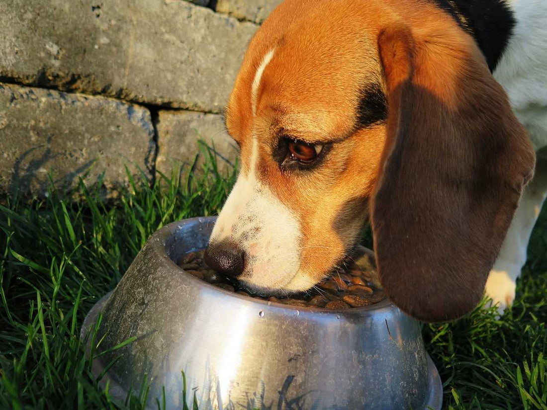 Nutrigenomica canina: come l’alimentazione influenza i geni e la salute del cane